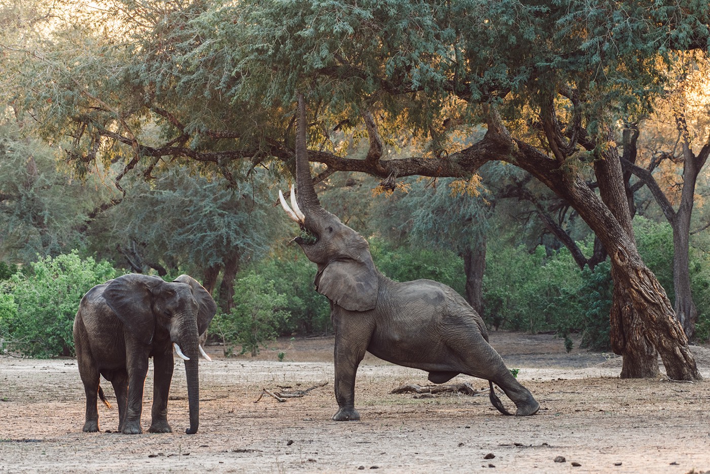 travel-agency-zimbabwe